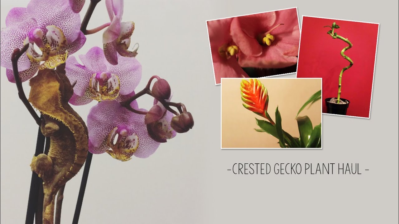CRESTED GECKO PLANT HAUL