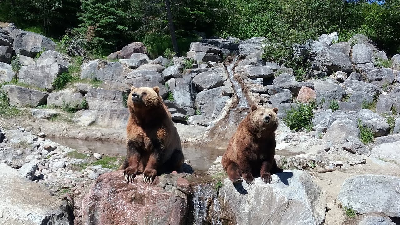 2018 Saint Félicien Zoo sauvage