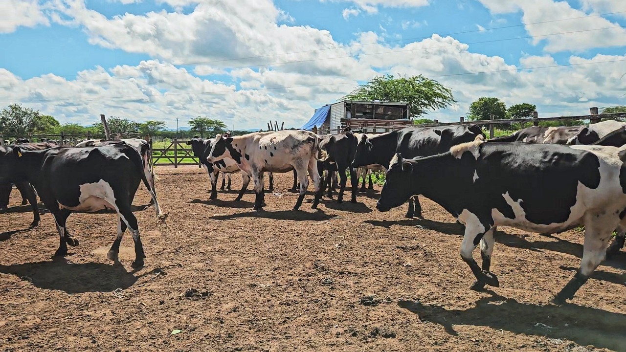 LOTE DE NOVILHAS PRENHAS QUE DÃO 25 LITROS AO PARIR, FAZENDA ZÉ DE DANDA!!!