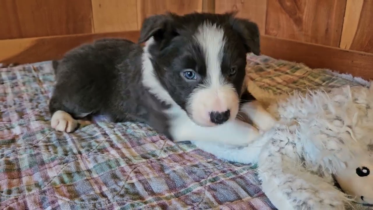 Jingle- Border collie puppy for sale- playing with his toy