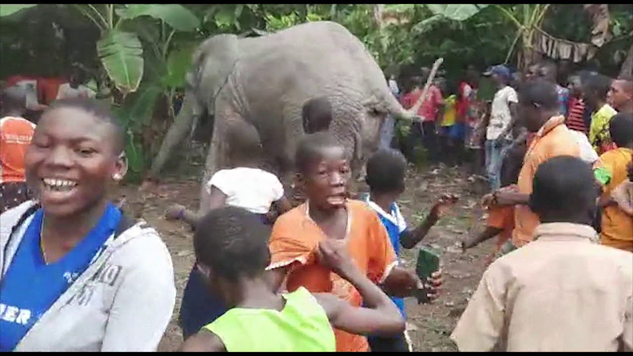 Un éléphant qui dérange les populations et les planteurs à Boguédia (Issia) - Côte d'Ivoire