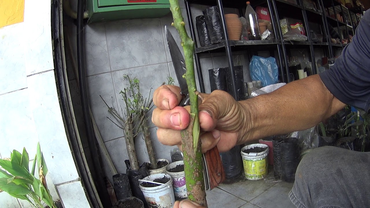 Enxerto de Abacate através da Casca