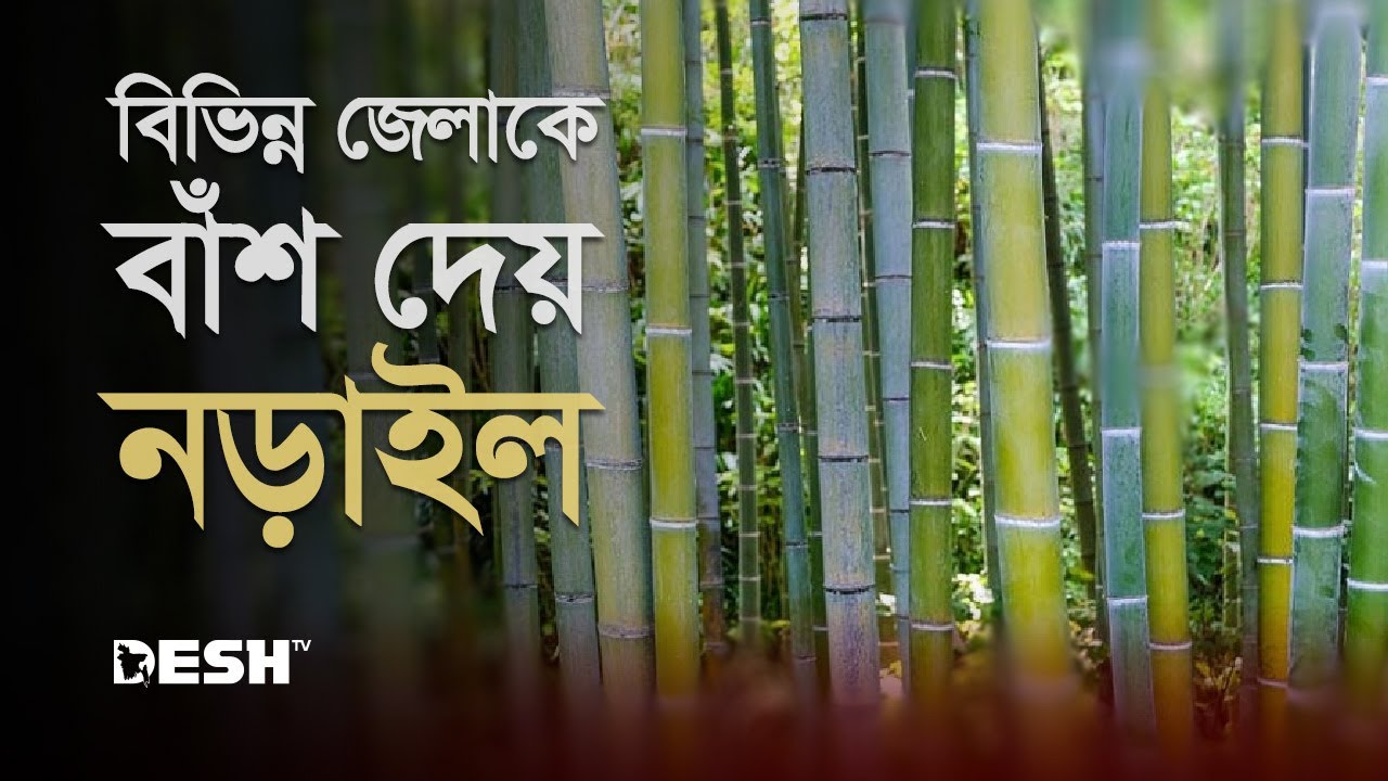 মাসে সোয়া কোটি টাকার বাঁশ বিক্রি হয় পলইডাঙ্গার হাটে | Narail | Bamboo | Desh TV