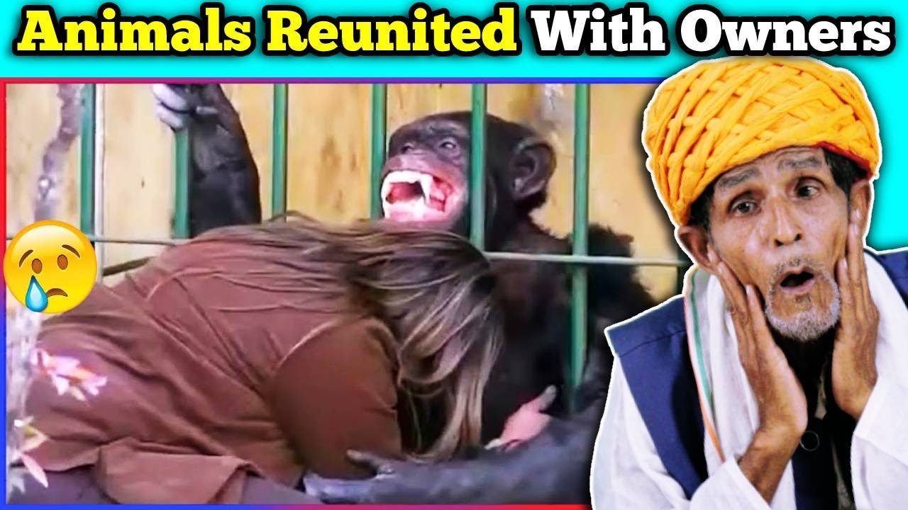 Villagers React To Animals Reunited With Owners After Years ! Tribal People React To Animals Reunite