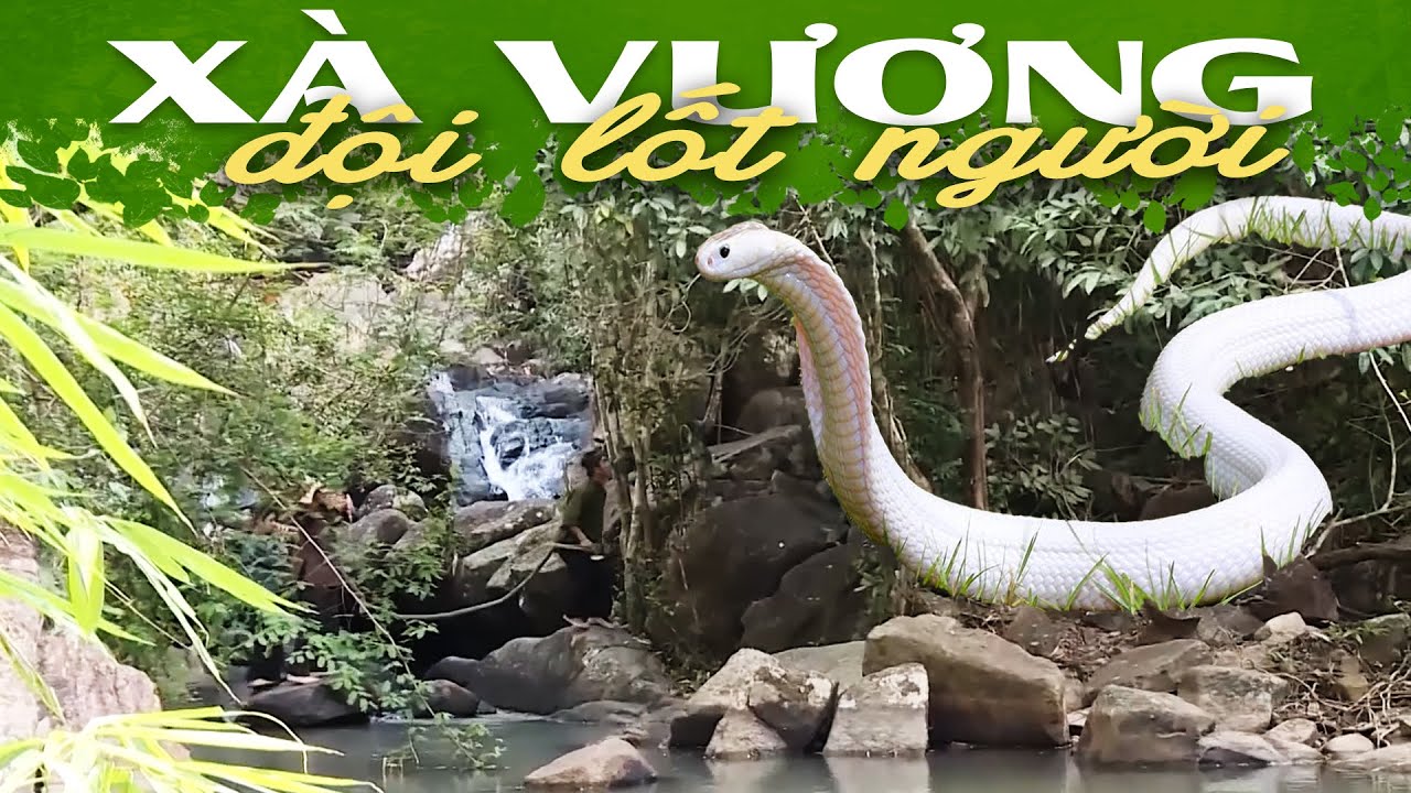 CỔ TÍCH XÀ VƯƠNG ĐỘI LỐT NGƯỜI - Cổ Tích Mới⭐Truyện Cổ Tích Hay Nhất 2023⭐Phim Cổ Tích Việt Nam 2023