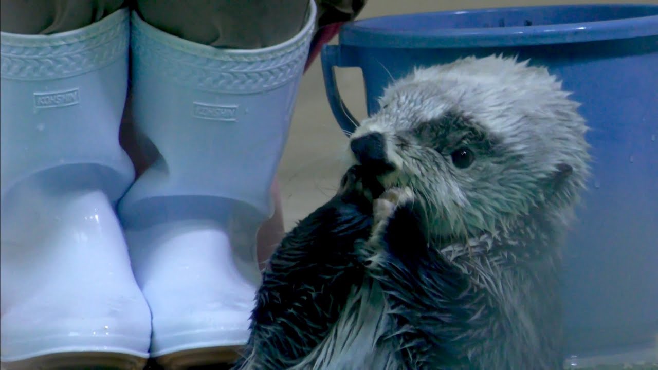 ラッコ　メイちゃんとキラちゃん　ポーズをとるとちゃんと止まります【鳥羽水族館】Sea otter Mei-chan Kira-chan Toba Aquarium