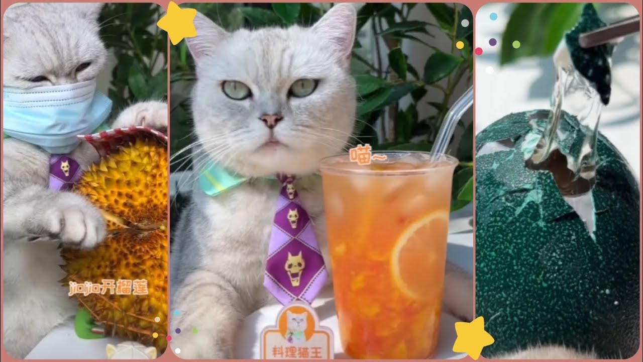 MÈO NẤU ĂN | CAT CAN COOK  | DELICIOUS FOOD ON CHINESE TIKTOK | DOUYIN #3