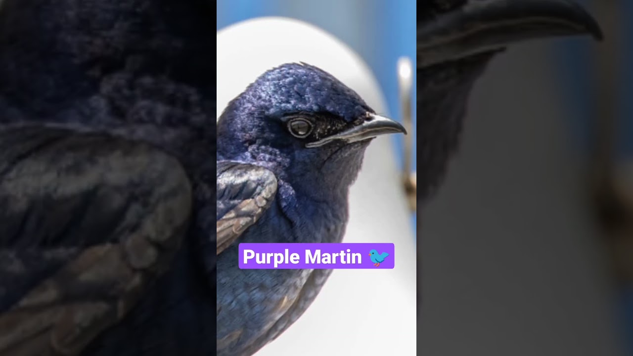 Purple Martin &hearts;️💙💚