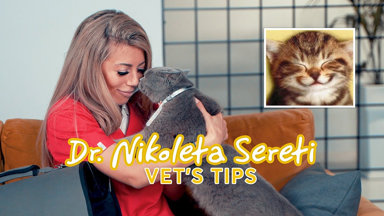 Vet tips - Επίσκεψη στον κτηνίατρο - 5+1 TIPS για γάτες!