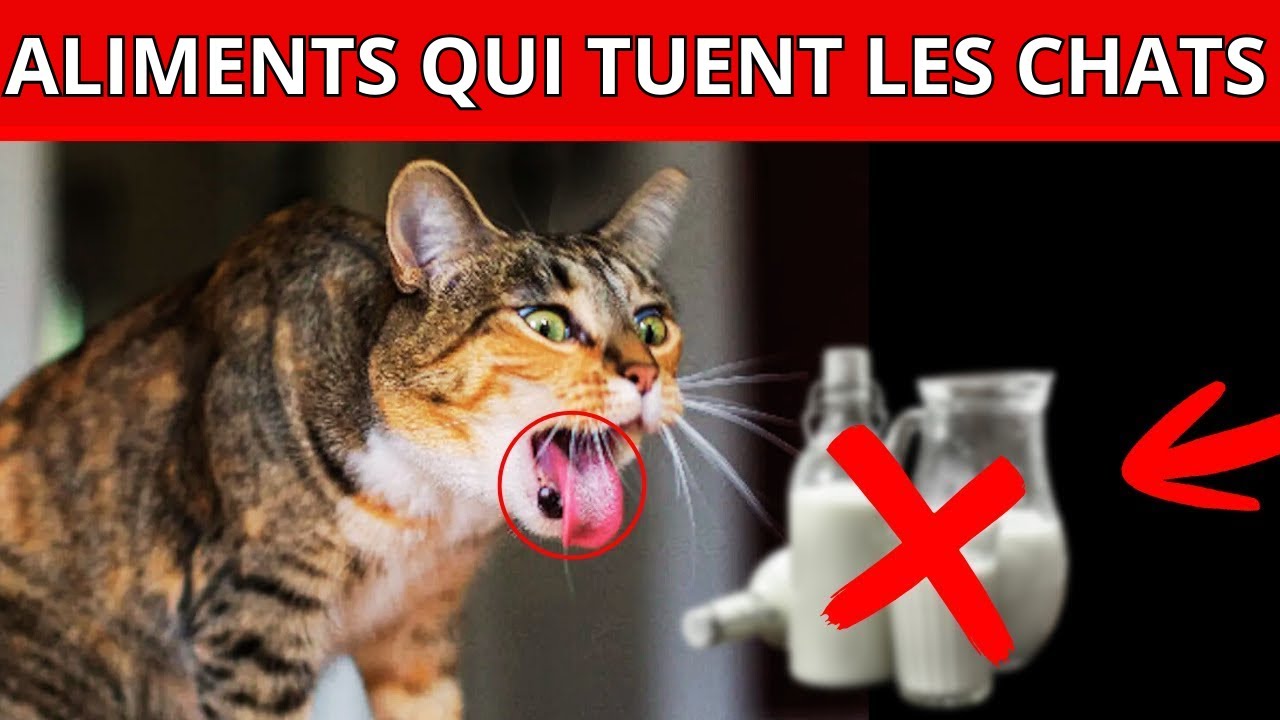 7 aliments mortels pour votre chat. Et le numéro 5, vous le lui donnez TOUS LES JOURS !