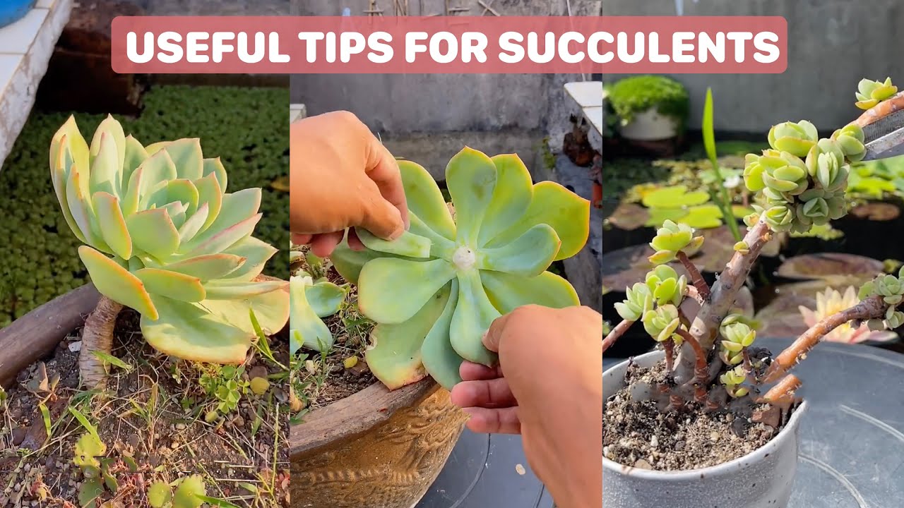Useful Tips for Your Succulents - Part 11 | 多肉植物 | 다육이들 | Suculentas