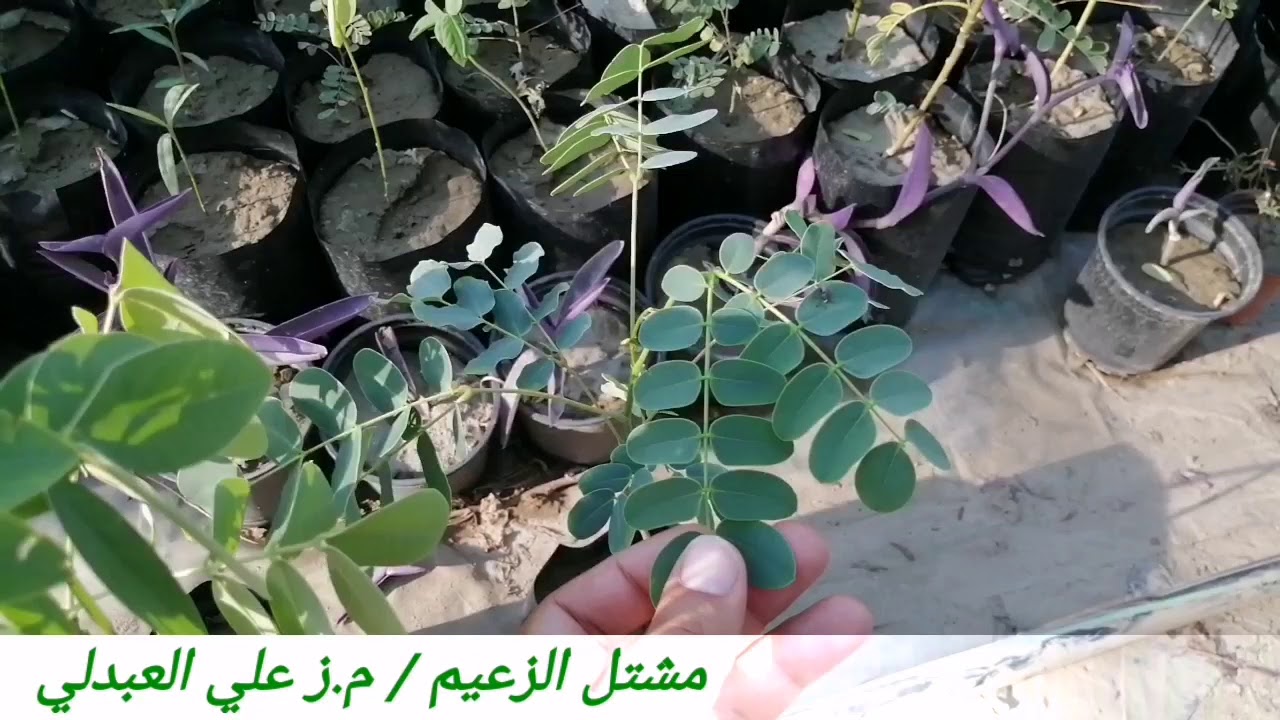 اصناف كاسيا جلوكا