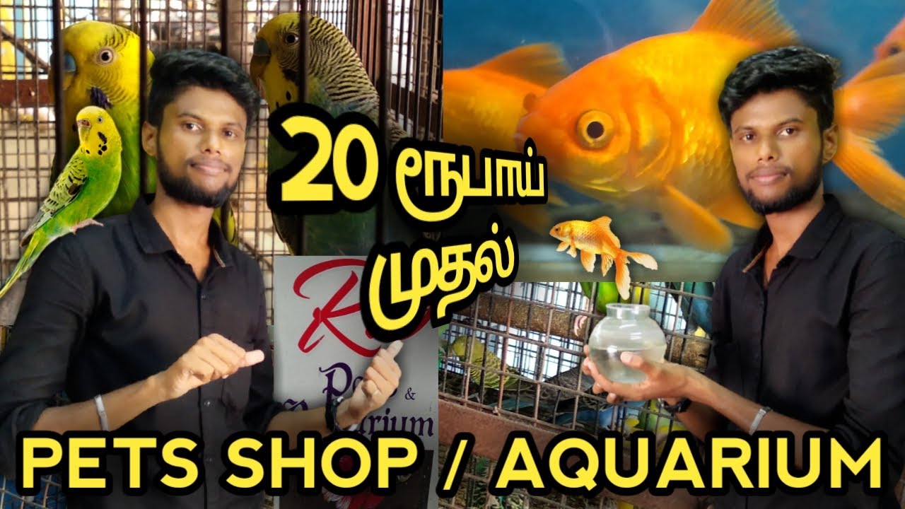 Pet Shop and Fish Aquarium | குறைந்த விலையில் செல்லப்பிராணிகள் | Riopets in Dindigul | #VenkateView