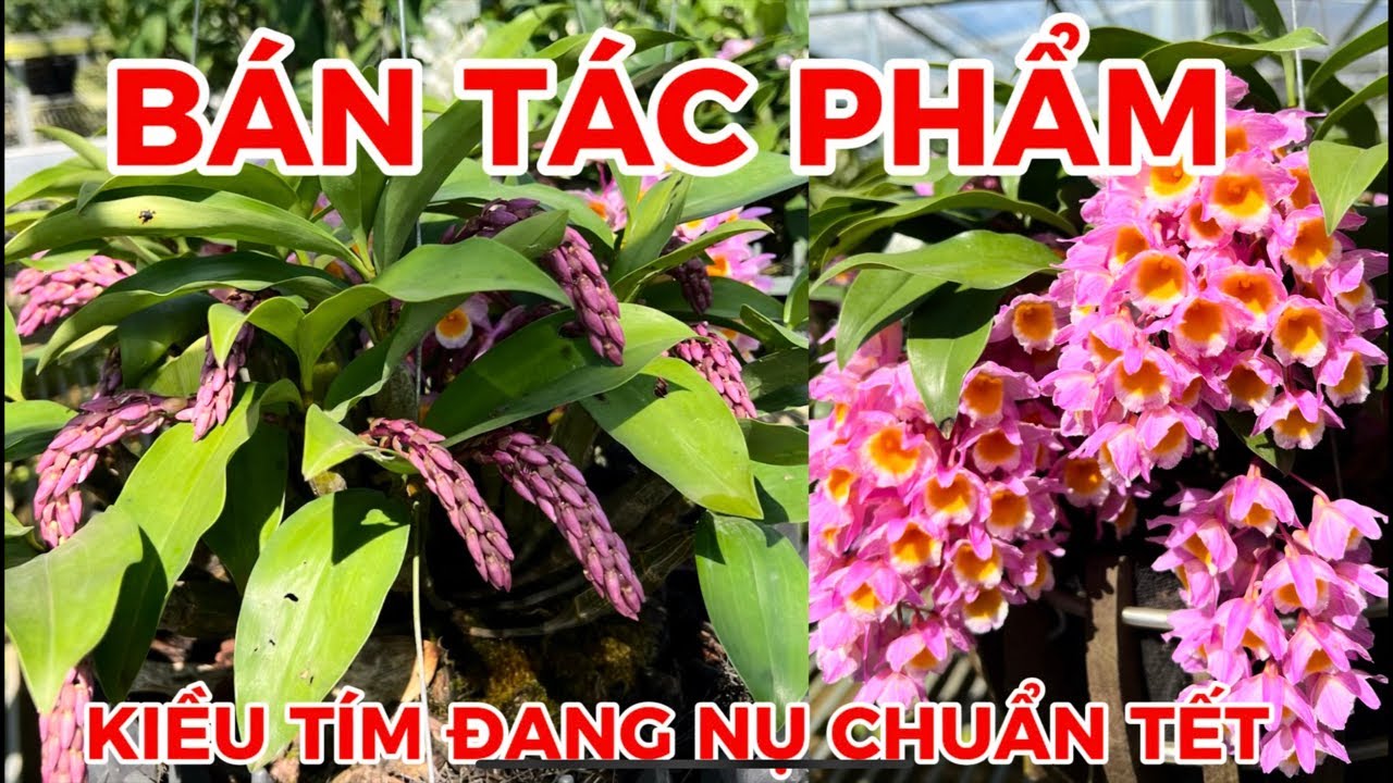 Hoa lan đang nụ chơi Tết-0834608769- LAN RỪNG LÂM ĐỒNG