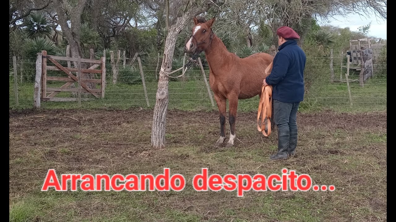 Arrancando de a poquito con los potritos!
