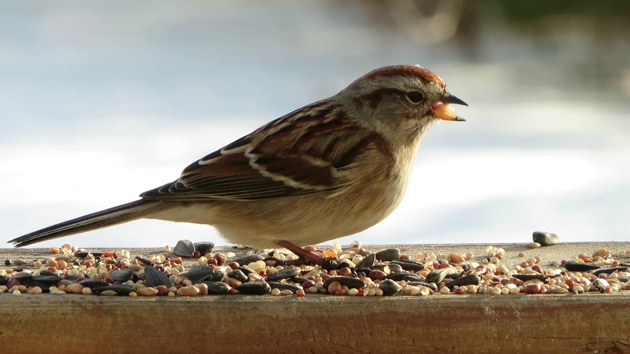 American Tree Sparrow Against the Snow