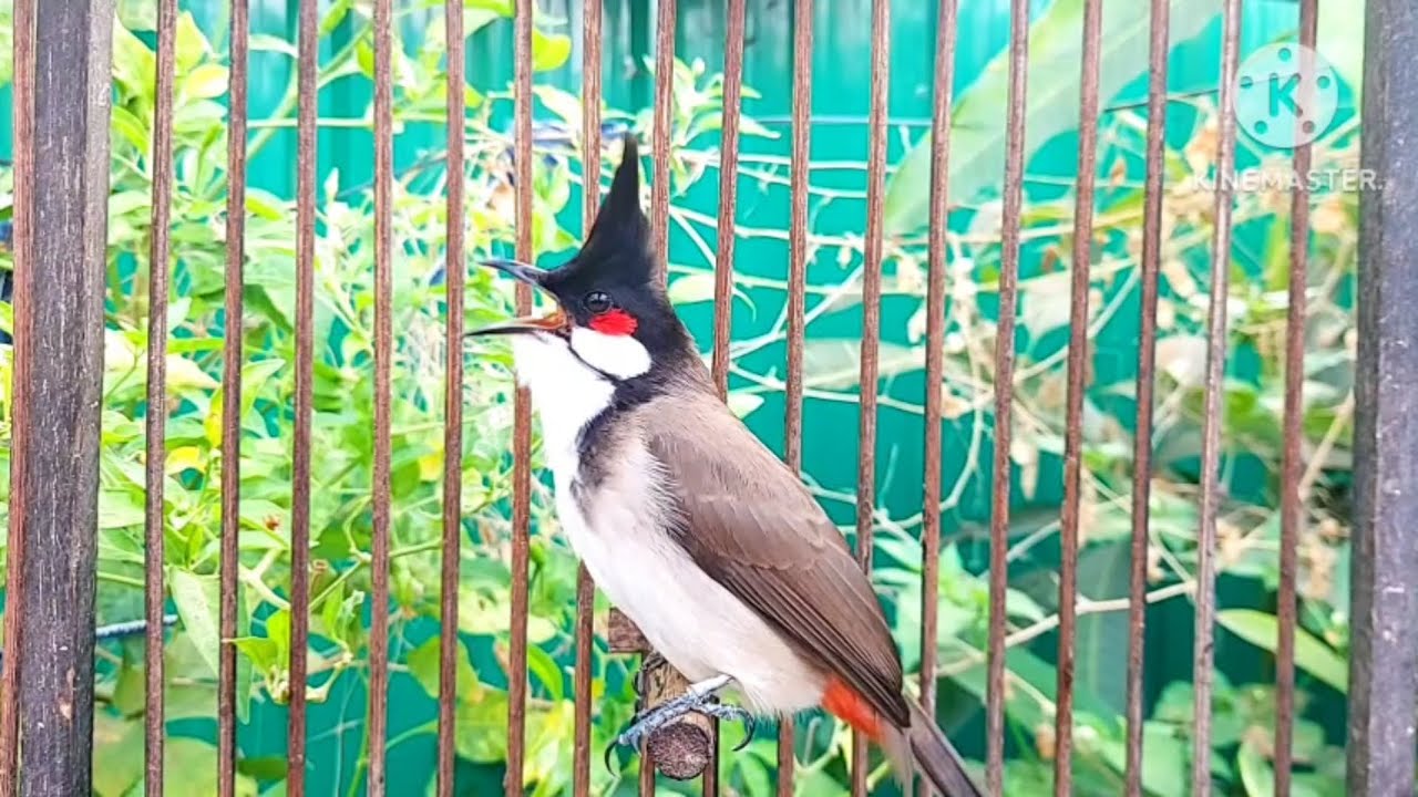 นกกรงหัวจุก จ้าวมารวย #birds #chaomao #cute #bulbulbird #animals #nature #jambul #beautiful 