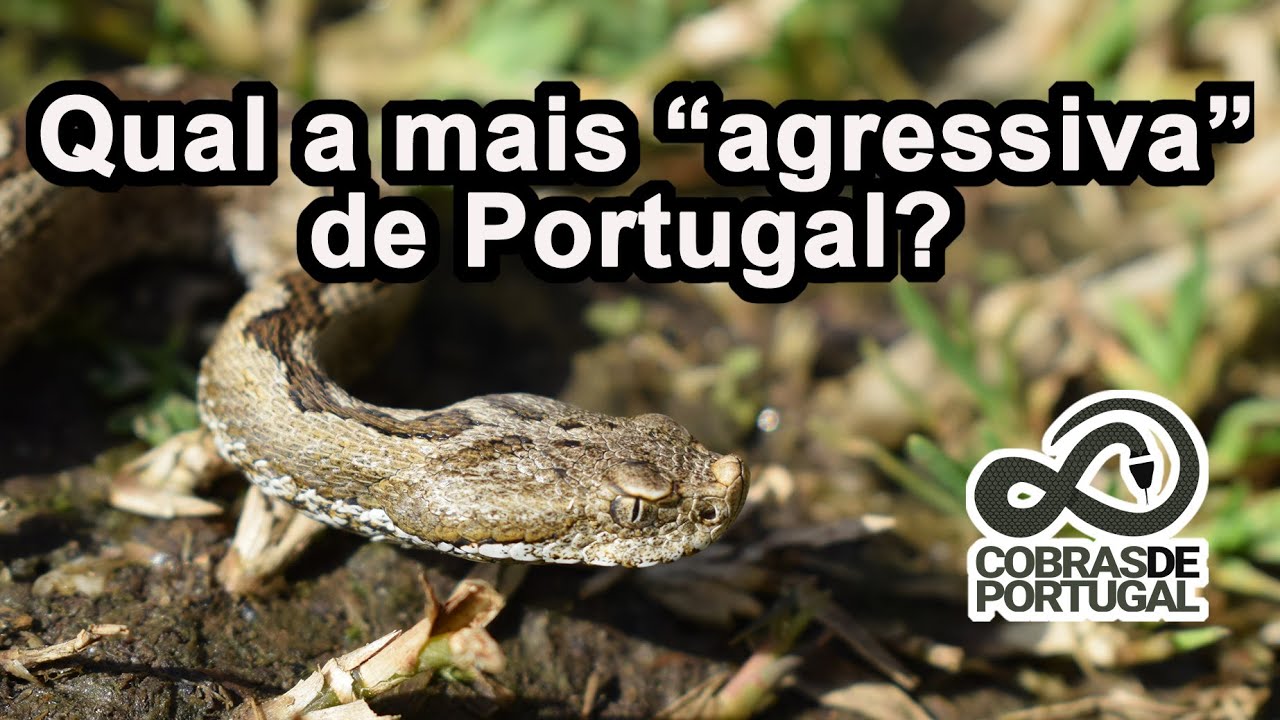 10 cobras de Portugal - mais dócil para a mais defensiva