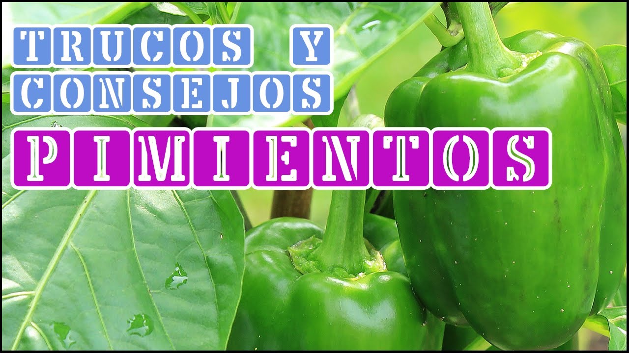Cómo CULTIVAR PIMIENTOS. FACIL y con TRUCOS CASEROS | Locos por la Huerta
