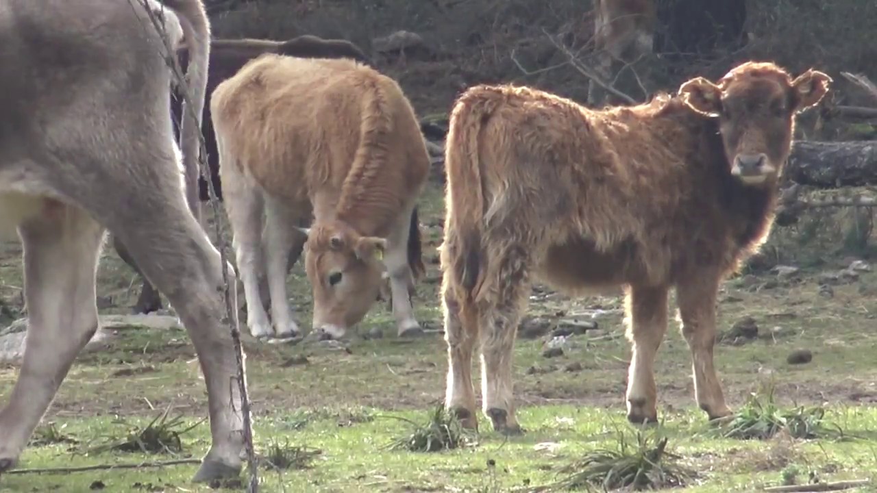 Villagrande Strisaili - Lago Alto Flumendosa - Video 16