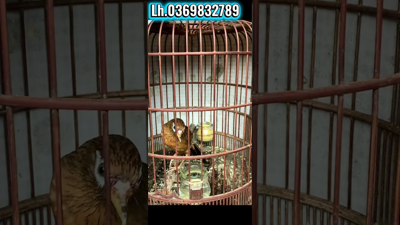 Ms.15 mộc già rừng bộ to 3 tháng lồng .lh.0369832789