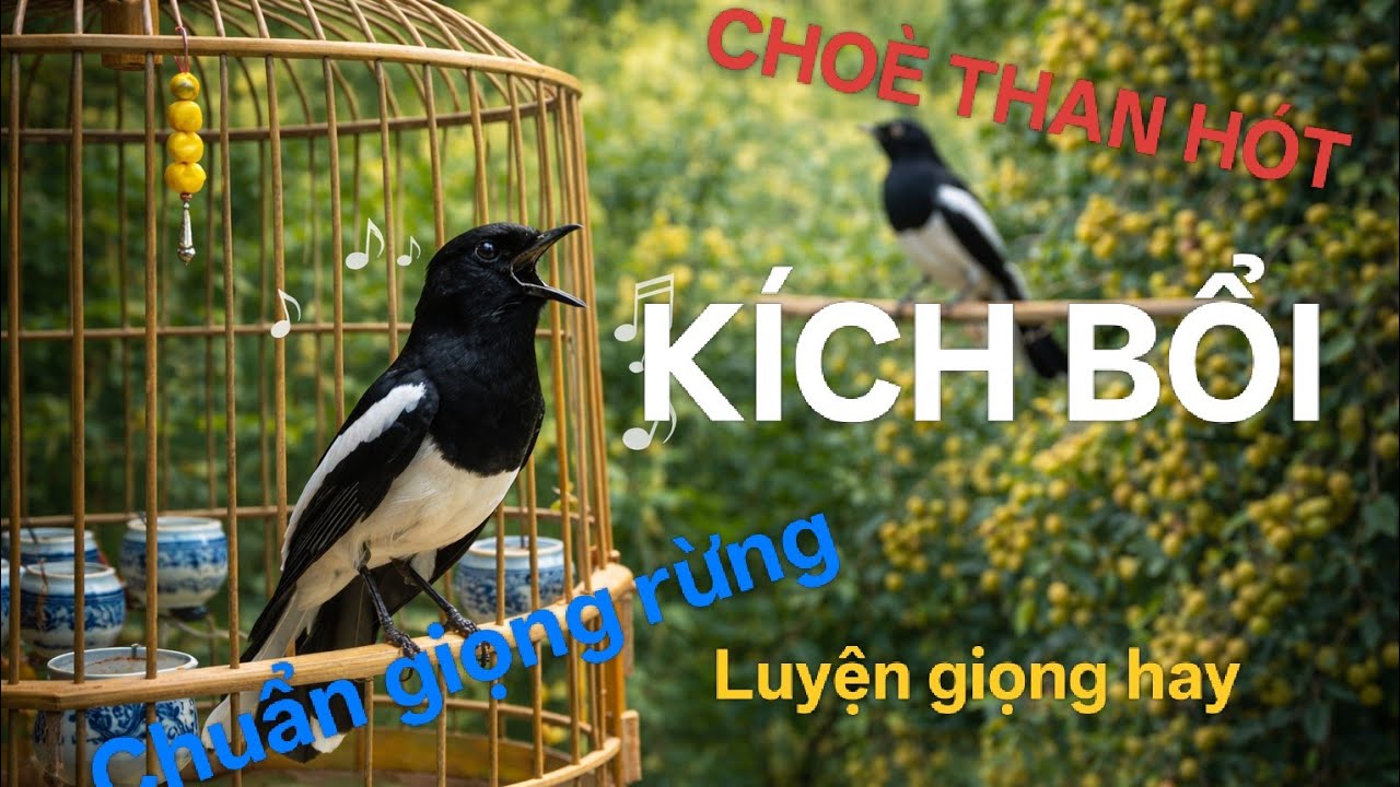 CHOÈ THAN HÓT - Kích bổi mở mỏ - luyện giọng chuẩn rừng #birds #choethanhot #chimchichchoehot 
