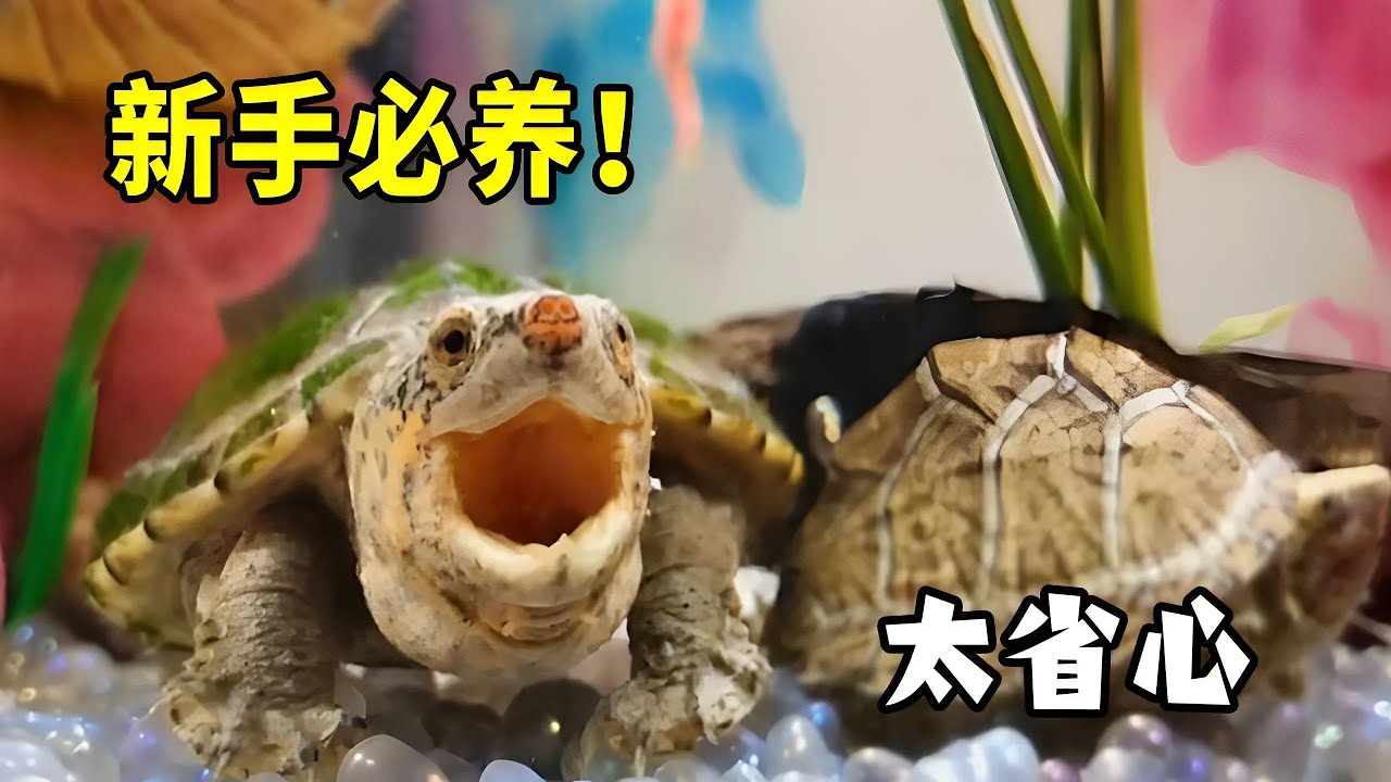 懒人养龟必选屋顶龟？两年了，我可能养了只假龟吧？