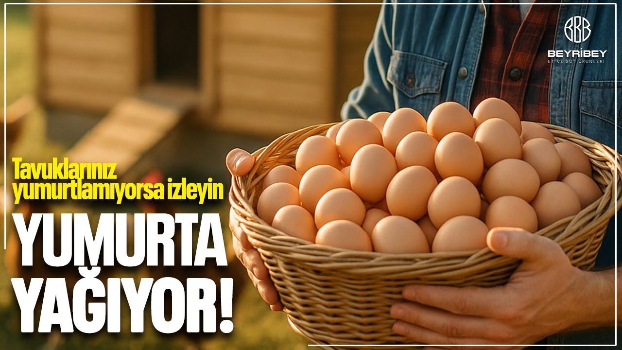 Tavuğum Yumurtlamıyor! Ne Yapmalıyım? | Yumurtlama Sorunu Çözüm Rehberi