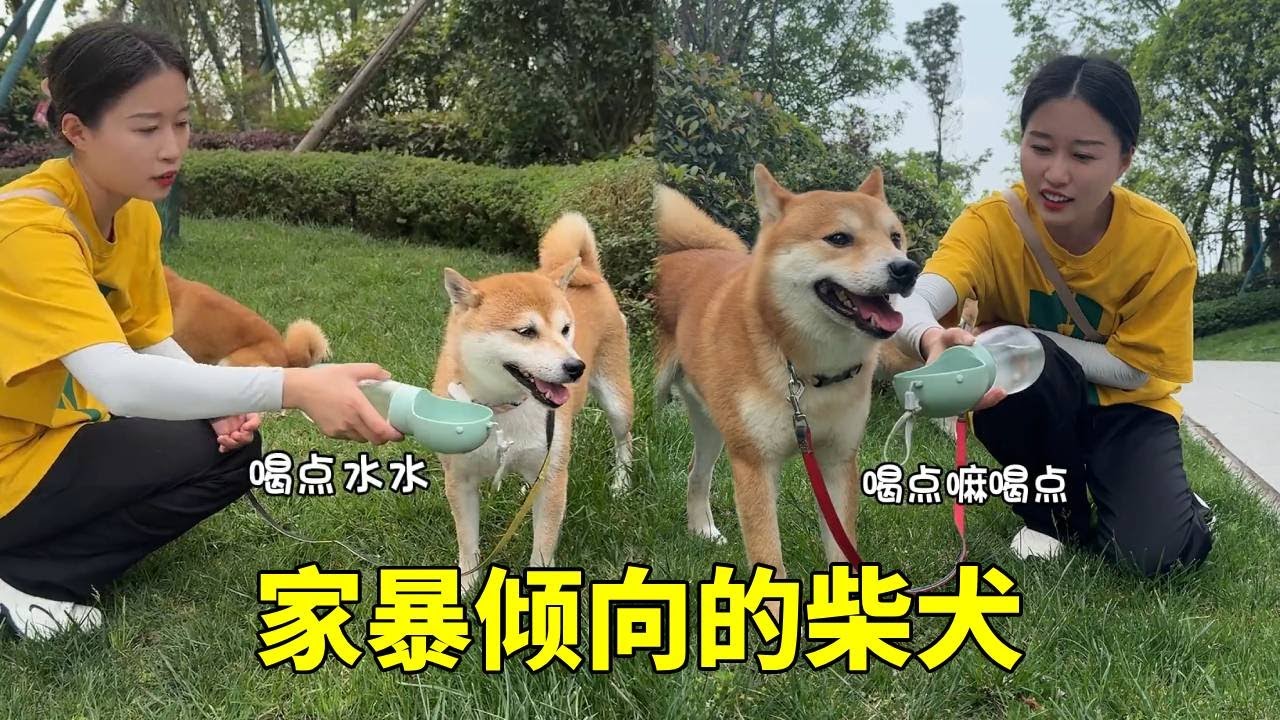 上门遛两种犟种柴犬，这柴犬果然纯正，浑身透露着八嘎的气息！#柴犬#萌宠 #萌宠日常记录 #铲屎官的乐趣