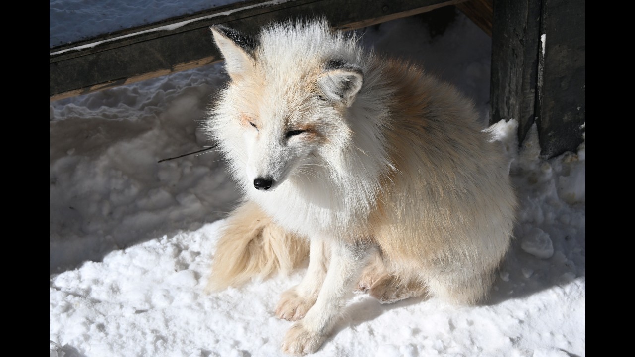 冬の東北各駅停車旅　白石蔵王キツネ村へ行きました。