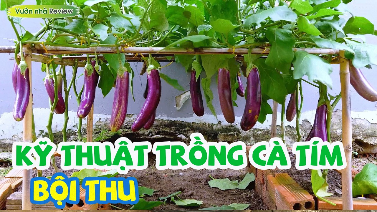 Kỹ thuật trồng cà tím đơn giản cho ra quả phủ kín giàn | Vườn nhà Review