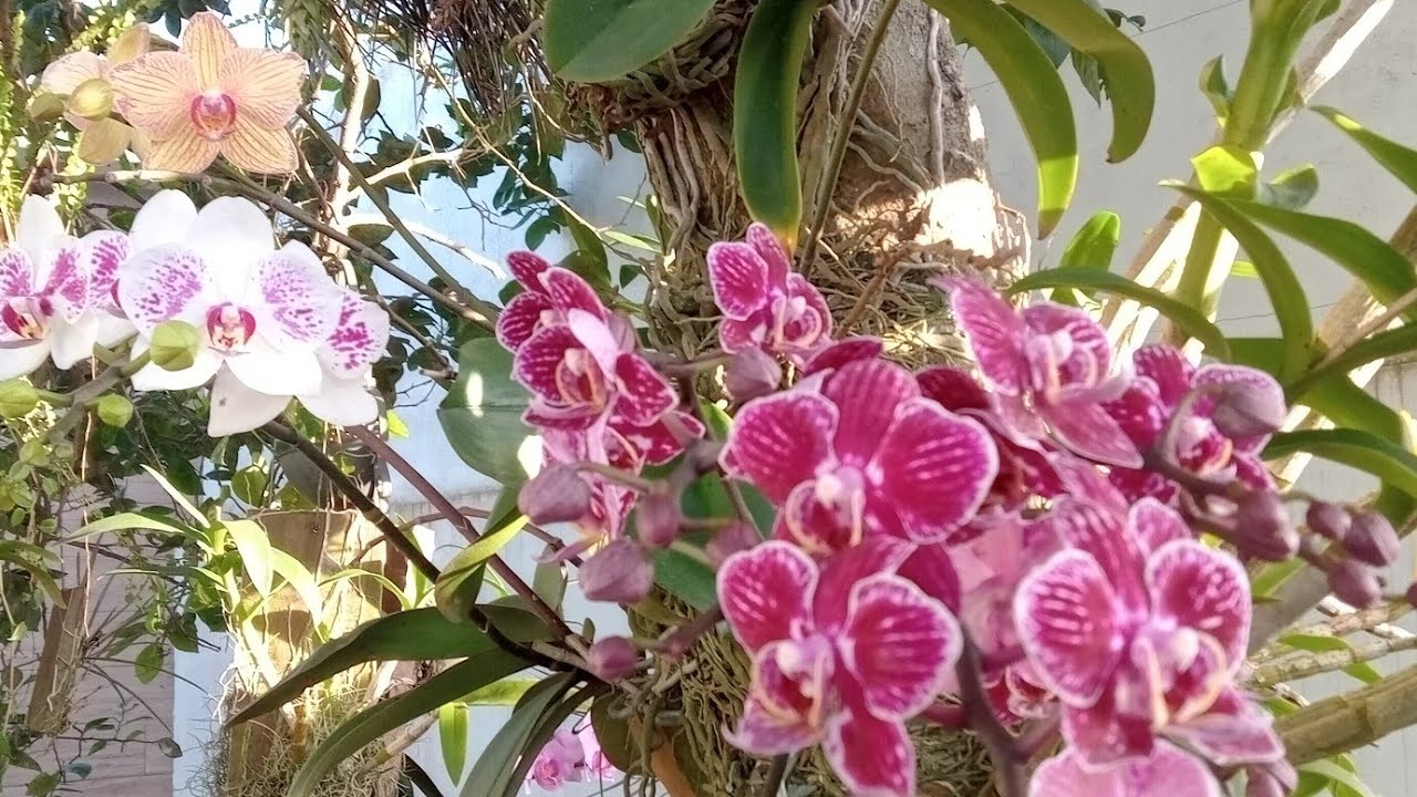 Um passeio pelas minhas orquídeas Phalaenopsis ❤️🧡💛💚💜💗
