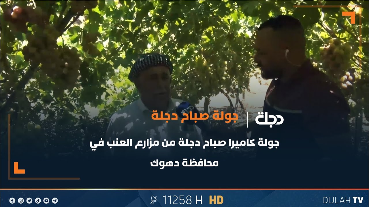 جولة كاميرا صباح دجلة من مزارع العنب في محافظة دهوك