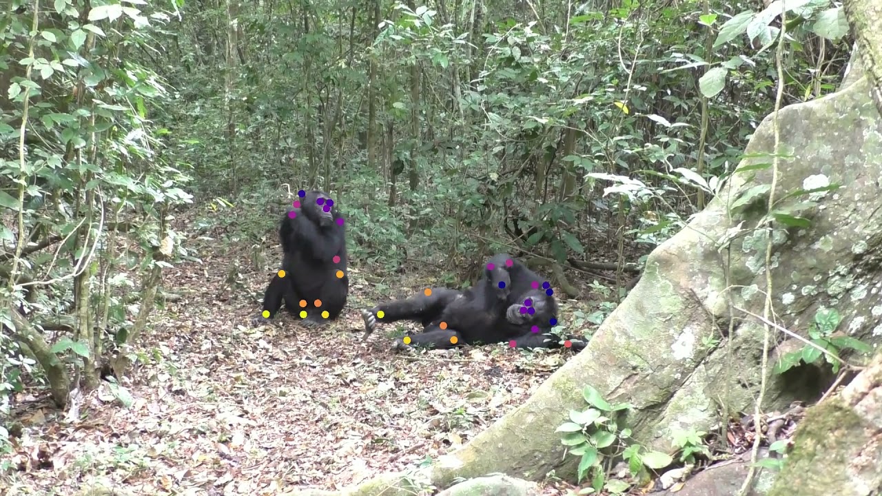 DeepWild Waibira grooming video example