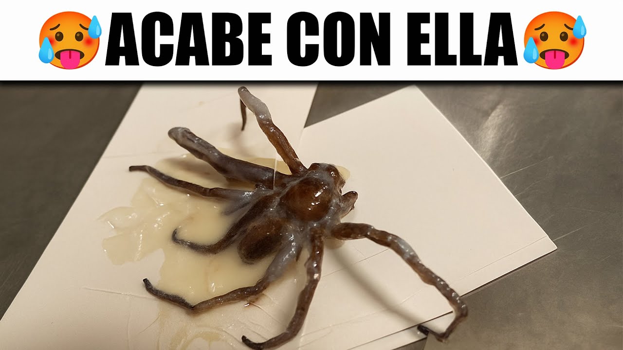 MEMES ALGO XD #6