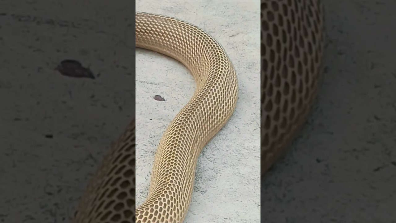 #viralvideo spectacle Cobra rescue time #snake #cobra #ads #YouTube my contact number 8179086040