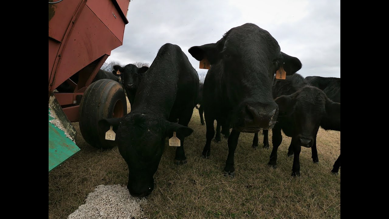 Feeding cotton seed to cows.