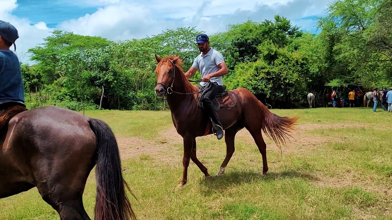 FEIRA DE CAVALO DE GRAVATÁ PE, A MELHOR FEIRA DA REGIÃO, DOMINGO, 17.03.24 #nordeste