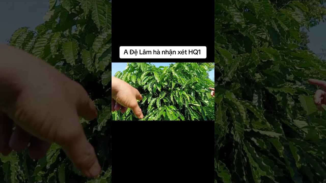 #HQ1 A Đệ L&acirc;m H&agrave;, L&acirc;m đồng l&agrave;m c&agrave; ph&ecirc; 30 năm nhận x&eacute;t về giống HQ1. 094.393.2928