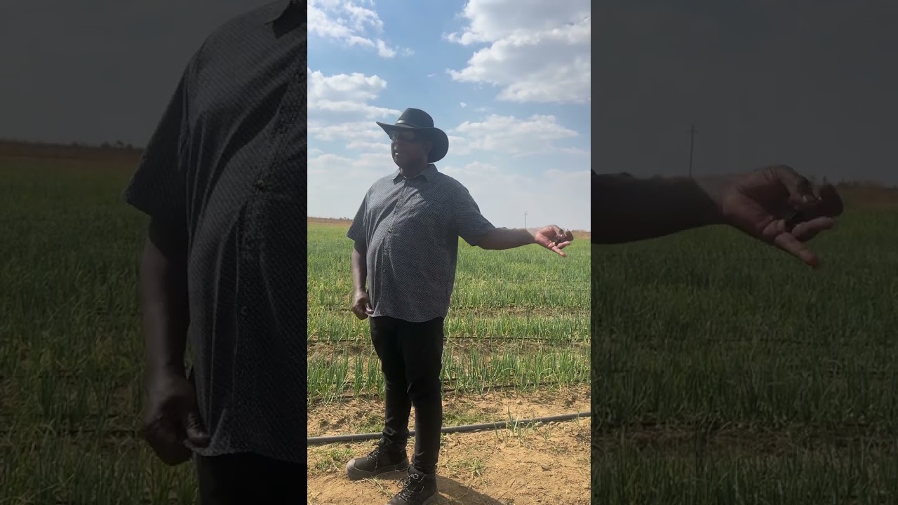 Diaspora to Zimbabwe :  The Onion Project
