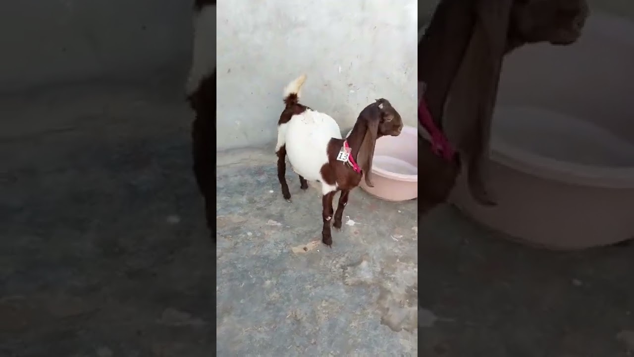 My goat's stomach is full, see what to do in this video | #shortfeed