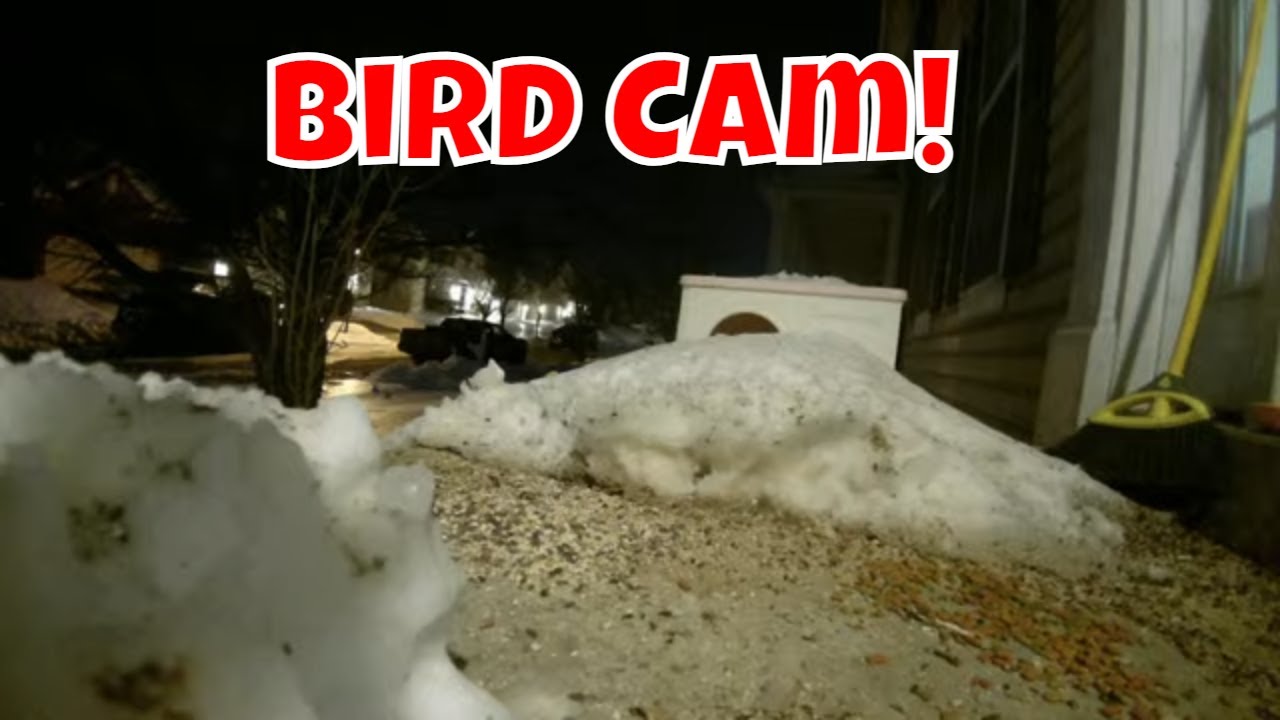 Live Wildlife Ambience Cam Monday! 🦝🐦🦌😻🦊