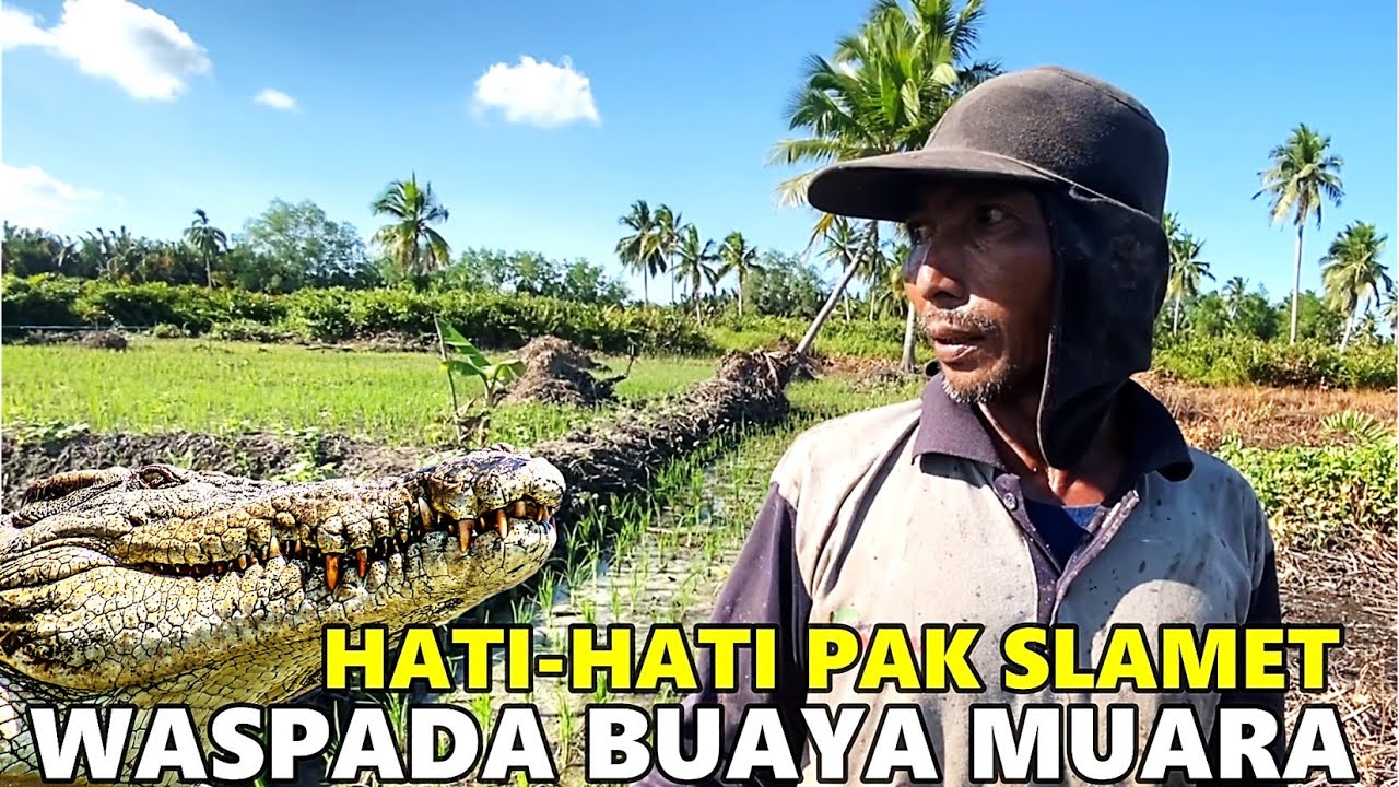 PENAMPAKAN PREDATOR MUARA DEPAN RUMAH PAK SLAMET ASAL MALANG WARGA TRANSMIGRASI DI SP10 TANJUNG BUKA