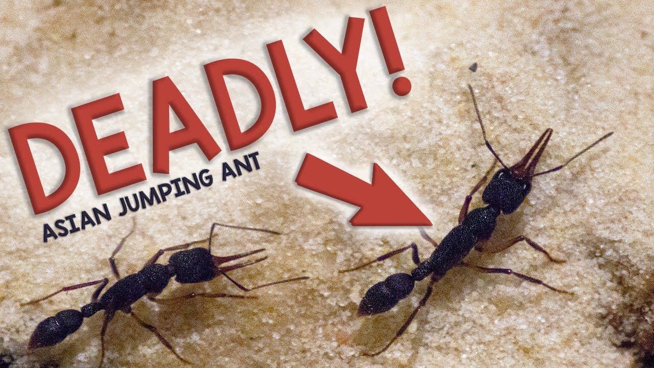 ASIAN JUMPING ANT | My NEW Harpegnathos Venator!