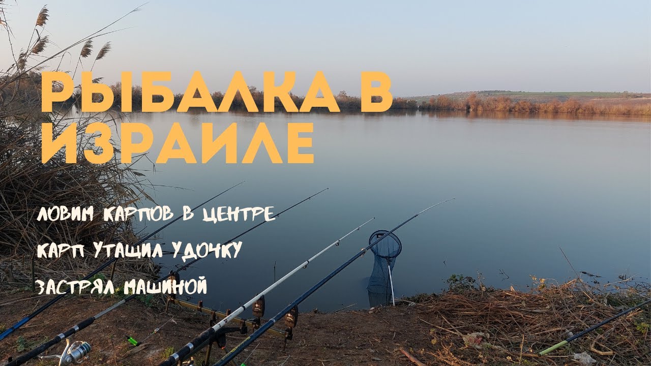 Ловим карпов в Израиле🎣Рыбалка на озере в центре😉Застрял машиной😎Хороший клев