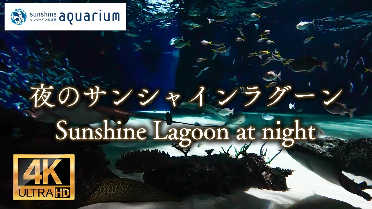 【4K】サンシャイン水族館の夜のサンシャインラグーン Sunshine Lagoon at night in Sunshine Aquarium