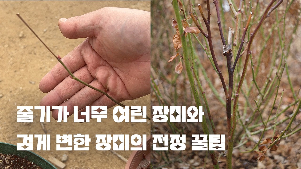 장미 줄기가 까맣게 변했나요? 추위 피해입은 장미 대처 방법 확인하세요!