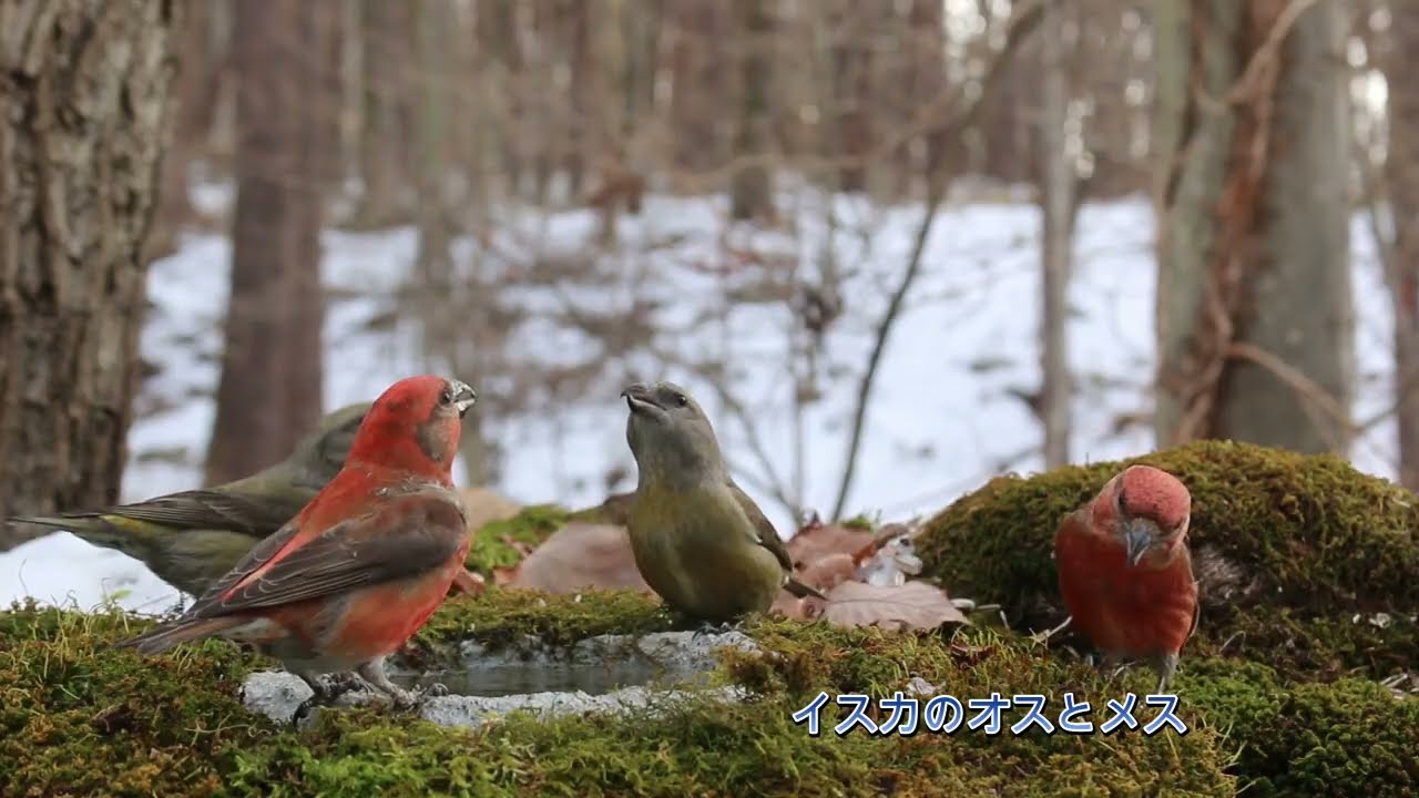 今日のニホンリス　３月４日