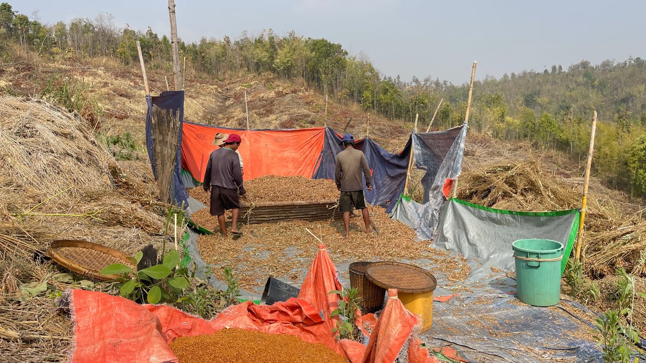 နေ့စားလိုက်ရင်တစ်ရက်ကို နှစ်သောင်းကျပ် ပဲစေ့ငုံစျေးနှုန်း သပိသာာ လေးထောင်နှစ်ရာကျပ် 