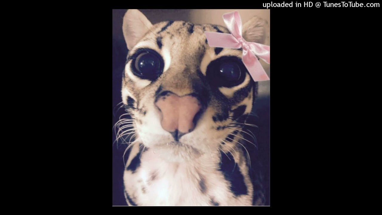 jugg + ocelot type beat 